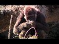 Gorilla Egg Hunt-Cincinnati Zoo