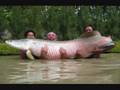 The Biggest Fish In The World