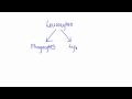 6.3.5 Distinguish between antigens and antibodies