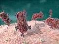 3D Medical Animation: Antibody Immune Response