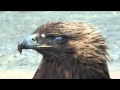 Golden Eagle Attacks A Boy