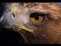 Golden Eagle vs. Jackrabbits