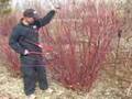 How to Prune a Shrub