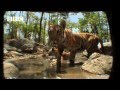 Up Close and Personal with Cute Tiger Cubs Bathing - Narrated by David Attenborough