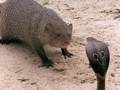 Cobra vs. Mongoose