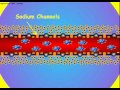 4. Axon Membrane Potential