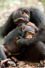 Chimpanzee (2012) photo