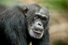 Chimpanzee (2012) photo