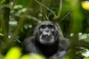 Chimpanzee (2012) photo