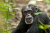 Chimpanzee (2012) photo