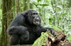 Chimpanzee (2012) photo