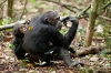 Chimpanzee (2012) photo