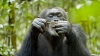 Chimpanzee (2012) photo