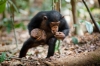 Chimpanzee (2012) photo