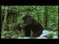 Chimpanzees team up to attack a monkey in the wild - BBC wildlife