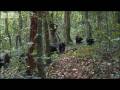 Violent chimpanzee attack - Planet Earth - BBC wildlife