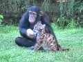 Chimpanzee and Puma