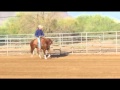 San Lena Chic Reining Horse For Sale