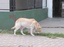 A dog outside the house - domestic animal - pet