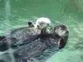 Otters holding hands