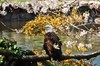 Bald Eagle in San Francisco Zoo. The Bald Eagle prefers habitats near seacoasts, rivers, large lakes, oceans, and other large bodies of open water with an abundance of fish.