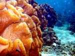 Huge soft corals serve as refuge to small fishes in the area.