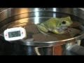 Boiling Frog Experiment