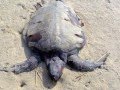 OLIVE RIDLEY SEA TURTLES DIE IN BAY OF BENGAL INDIA