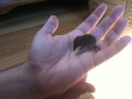 Second smallest mammal: Pygmy Shrew