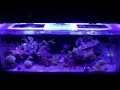 Rickets Reef: Auto Water Change in Action