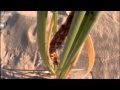 Life of Insects - Attenborough: Life in the Undergrowth - BBC