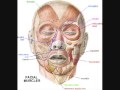 Cranial Nerve Mnemonic (Gus Halwani)