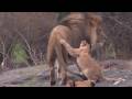 Adorable Lion Cub Debuts at the Bronx Zoo