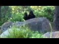 Clear Video of Bigfoot Filmed During Independence Day?