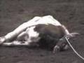 Steer Injured, Left to Die in Oregon Rodeo