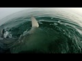 Best Shark Attack Video