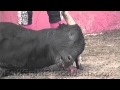 Discover / Diners Club Sponsor Bullfighting (Graphic)