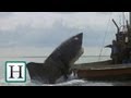 The Best Shark Attacks In Movies