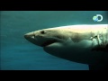 Ultimate Air Jaws - Sharks in the Shallows