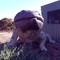 Giant Shingleback outside Kuju Arts and Crafts - Port Lincoln, South Australia