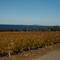 Boston Bay from Boston Bay Wines