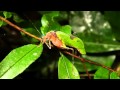 True Facts About The Leaf Katydid