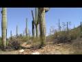 Saguaro National Park West 2008