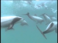 Hector's dolphins in Akaroa