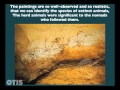 Otis Art History 01 - Prehistoric Cave Paintings