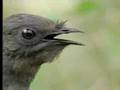 Amazing! Bird sounds from the lyre bird - David Attenborough - BBC wildlife