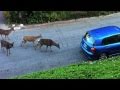 Cat vs. Deer