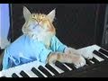 Charlie Schmidt's Keyboard Cat! - THE ORIGINAL!