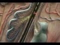 Composite Skin Model - Hair Follicle