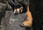 Two dogs on the stone steps - domestic animal - pet